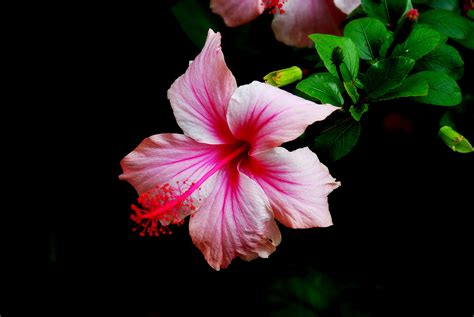 Hibiscus Wallpapers, Pictures, Images