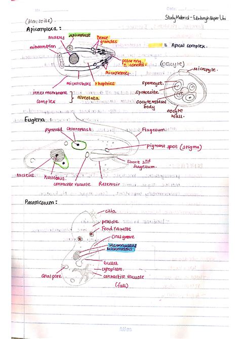 SOLUTION: Apicomplexa structure feeding reproduction life cycle - Studypool