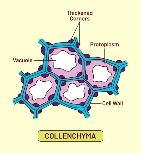 Parenchyma Cells Diagram