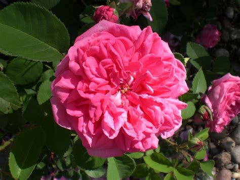 Old Garden Roses Belong in your Garden - Denver Rose Society