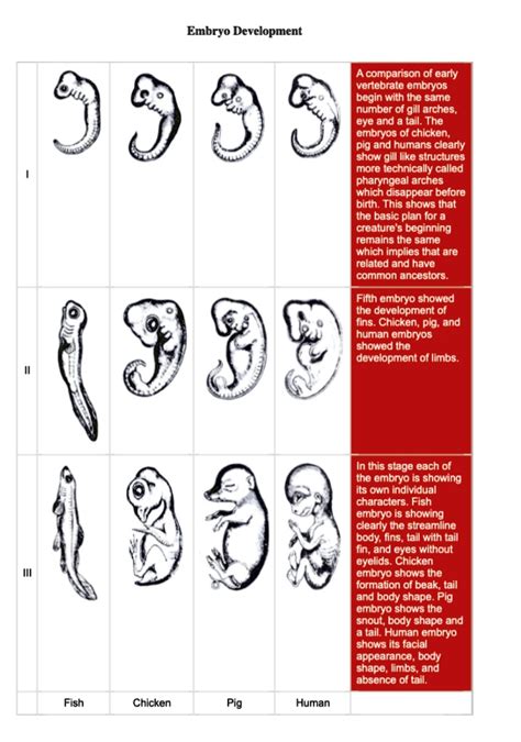 Fish Embryo Vs Human Embryo