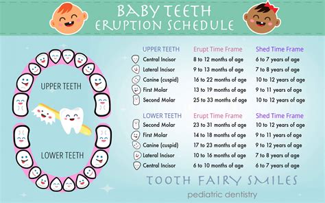 Baby Tooth Eruption Chart Uk - Get More Anythink's