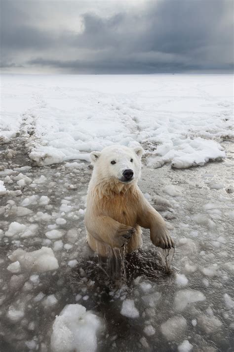 Alaska Polar Bear Photography by Hugh Rose Photography