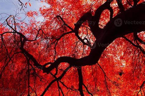 Autumn red maple tree 1389291 Stock Photo at Vecteezy