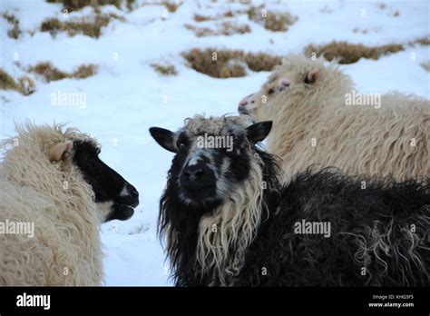 Wildlife in the Faroe Islands Stock Photo - Alamy