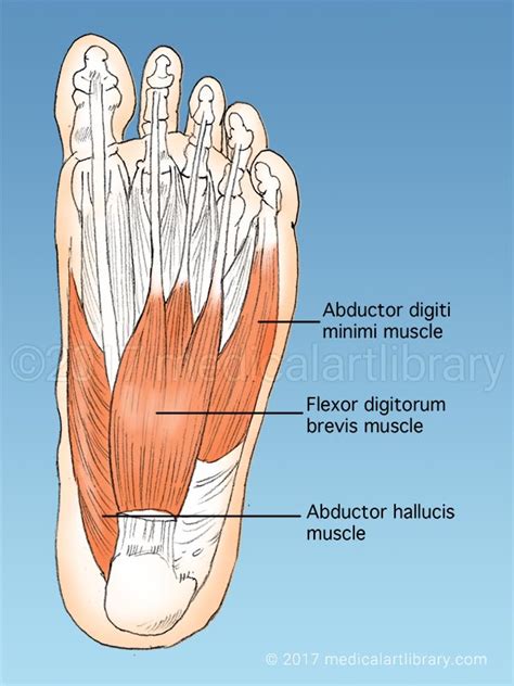 Foot Muscles - Medical Art Library