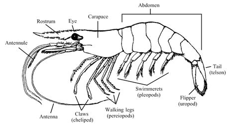 Index of /images/shrimp/anatomy