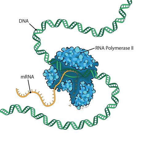 Rna Polymerase Types