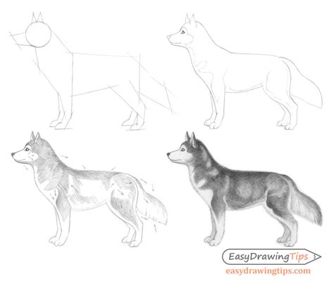 Dog Drawing Step By Step