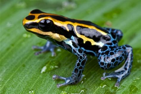 19 Poison Dart Frog Facts - Fact Animal