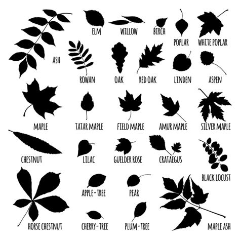 202 Conker Silhouette Images, Stock Photos, 3D objects, & Vectors | Shutterstock