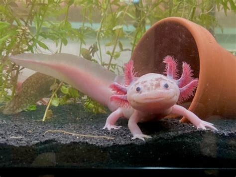 15 Best Axolotl Tank Mates - FishLab