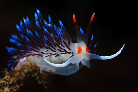 45 best Abyssal Zone images on Pinterest | Marine life, Under the sea and Water animals