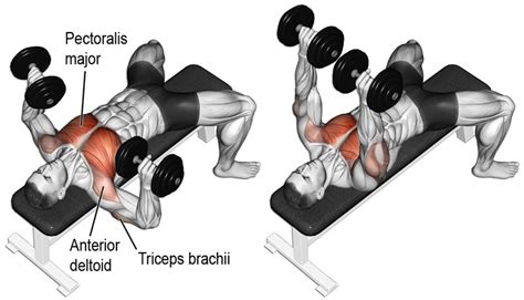 Dumbbell Bench Press Guide: Benefits, Performance, and Variations | MuscleChemistry