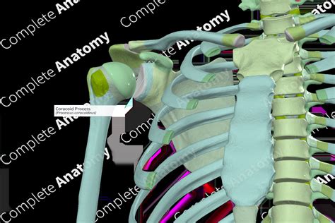 Coracoid Process | Complete Anatomy