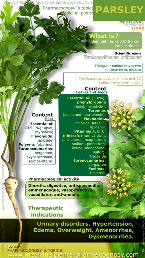 Parsley health benefits. Infographic - Pharmacognosy - Medicinal Plants