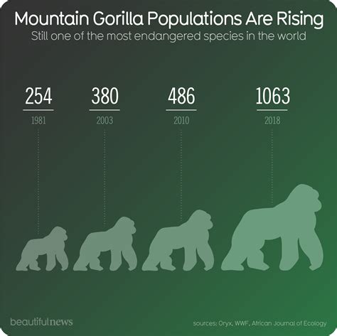 Engangered Mountain Gorillas Of Rwanda39s Volcanoes