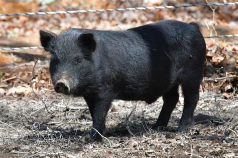 Native Pig Farming: How to Raise Native Pigs for Profit