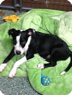 Phineaus | Adopted Puppy | Simi Valley, CA | Border Collie/Great Dane Mix