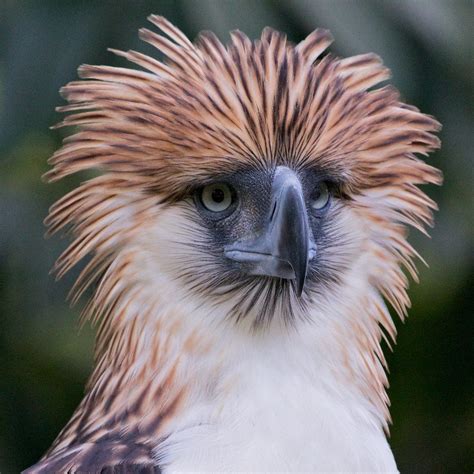 Philippine Monkey-eating Eagle | Philippine eagle, Pet birds, Beautiful birds