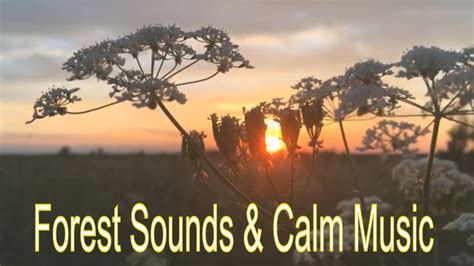 Relaxing Night Forest Sounds & Calm Music - YouTube