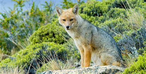 Patagonian Wildlife: Go Searching for These Animals in Patagonia