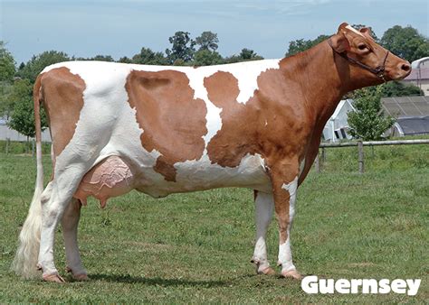 Name That Cow: The 6 Great Dairy Breeds | Dairy Discovery Zone