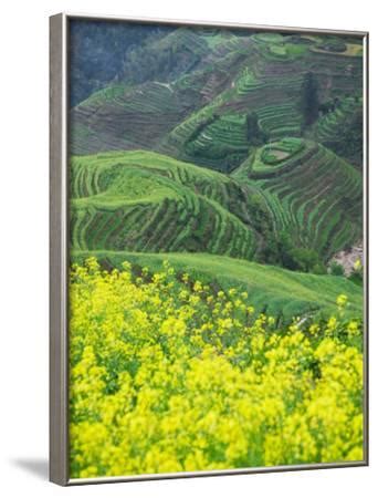 'Landscape of Canola and Terraced Rice Paddies, China' Photographic Print - Keren Su ...