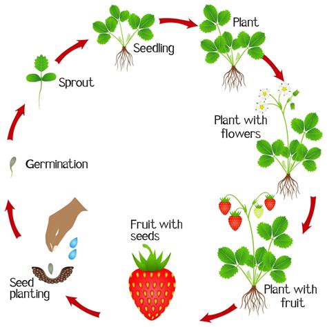 Biennial Plants Life Cycle