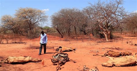 Deadly drought in Horn of Africa ‘would not have happened’ without climate change - Carbon Brief