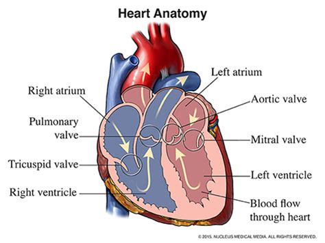 Anatomy Of The Heart Valves