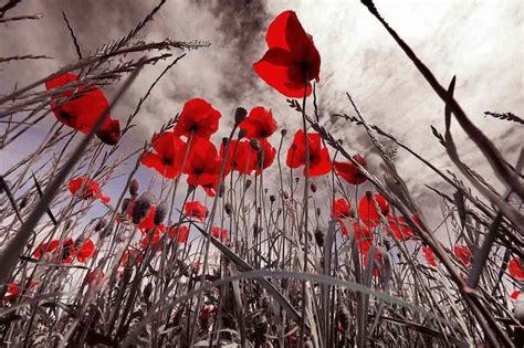 Photo of the Day - Thousands of Poppies Bloom to Mark WWI - Good News Network