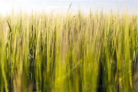 agriculture for food production 9548654 Stock Photo at Vecteezy