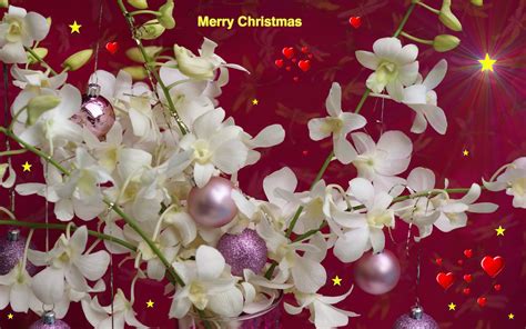 Free Christmas Flower wallpaper Wallpapers - HD Wallpapers 88196