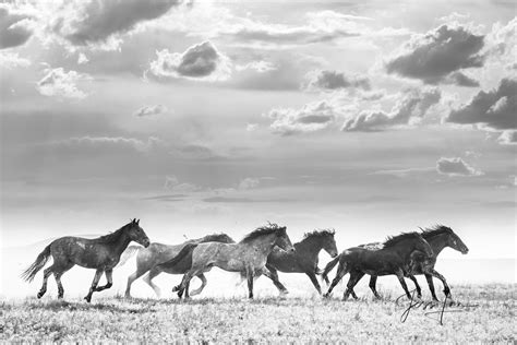 Wild Horses Running