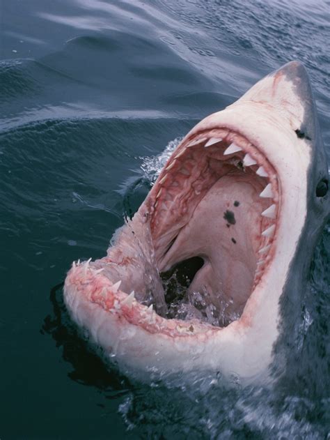 Great White Sharks Eating Seals