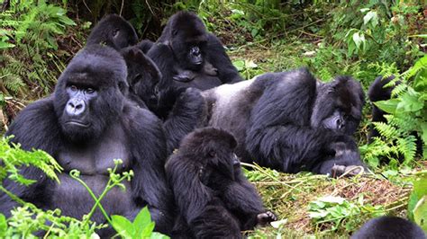 Gorilla Families in Rwanda | Rwanda Gorilla Tours | Gorilla Trekking Rwanda