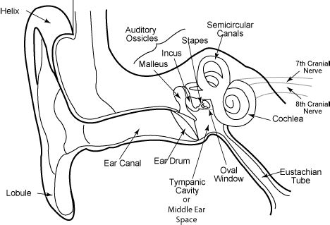 Ear Anatomy Schematics | McGovern Medical School