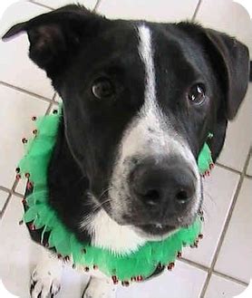 Bentley | Adopted Dog | 08-056 | Greensboro, NC | Border Collie/Great Dane Mix