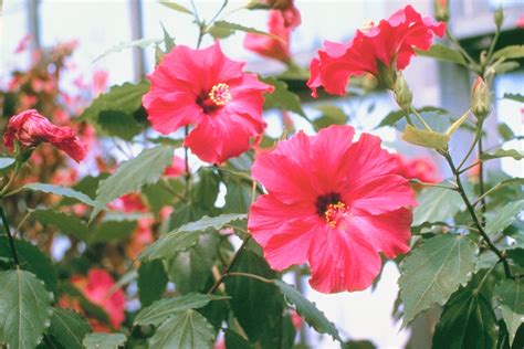 How to Get Rid of Whiteflies on Hibiscus Plants | eHow