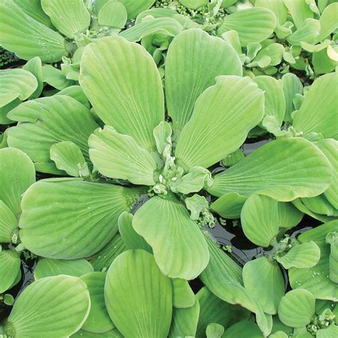 Water Lettuce for Sale | Water Lettuce Plant | The Pond Guy