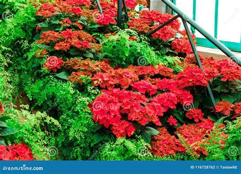 Beautiful Carpet of Blooming Flowers and Fresh Plants. Royal Greenhouses of Laeken in Belgium ...