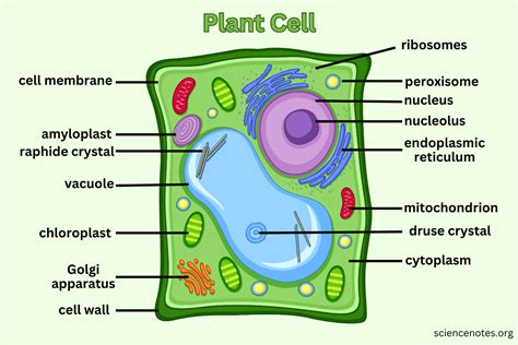 Plant Cell Diagram: Understanding the Intricacies of Plant Cells - De Orchids