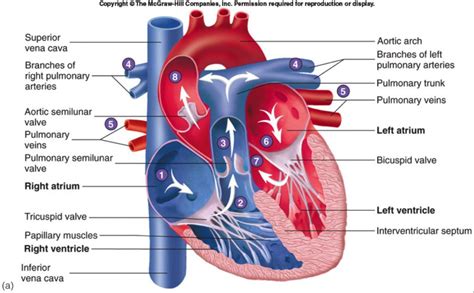 33+ Anatomy Diagram Of The Heart Gif