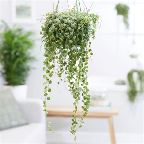 5 Best Indoor Hanging Plants that Require Low light + Care Guide