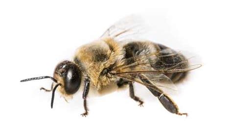 The Drone Bee: An overview of the life of a male honey bee PLUS video