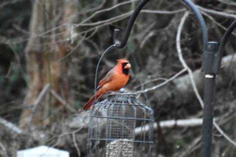 Orange cardinal - FeederWatch