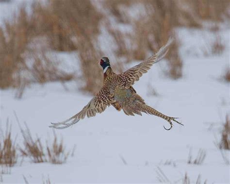 South Dakota Pheasant Hunting, South Dakota Pheasant Hunting Lodge