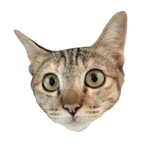 Cat Face Transparent Background