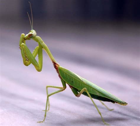 Praying Mantis - A Message from one of our Spirit Animals